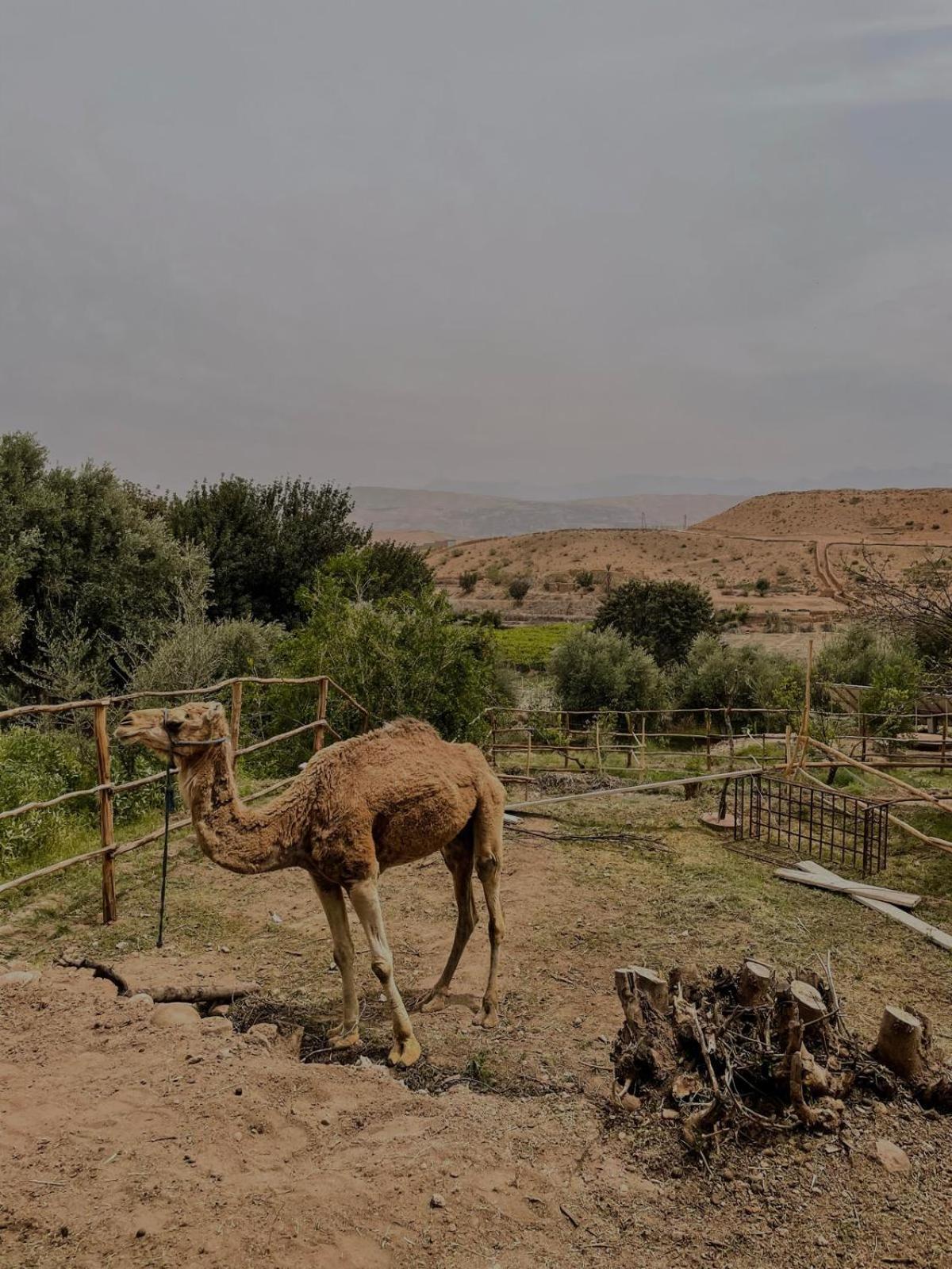 Les Terrasses Du Lac Marrakech ララ・タクルクスト エクステリア 写真